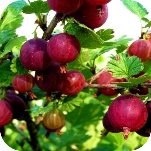 Крыжовник "Красный Триумф" Крыжовник "Красный Триумф"