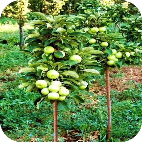Яблоня колоновидная "Зеленое сладкое" 